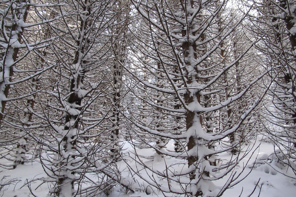 03 der Wald sieht fantastisch aus.JPG